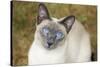 Blue Point Siamese Cat Sitting on Grass-null-Stretched Canvas