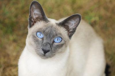 Blue Point Siamese Cat Sitting on Grass Photographic Print