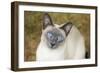 Blue Point Siamese Cat Sitting on Grass-null-Framed Photographic Print