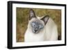 Blue Point Siamese Cat Sitting on Grass-null-Framed Photographic Print