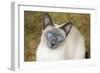 Blue Point Siamese Cat Sitting on Grass-null-Framed Photographic Print