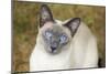 Blue Point Siamese Cat Sitting on Grass-null-Mounted Photographic Print