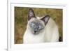 Blue Point Siamese Cat Sitting on Grass-null-Framed Photographic Print