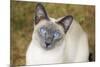 Blue Point Siamese Cat Sitting on Grass-null-Mounted Photographic Print