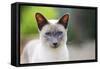Blue Point Siamese Cat Standing in the Garden-null-Framed Stretched Canvas