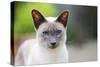 Blue Point Siamese Cat Standing in the Garden-null-Stretched Canvas