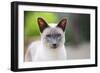 Blue Point Siamese Cat Standing in the Garden-null-Framed Photographic Print