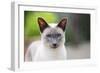 Blue Point Siamese Cat Standing in the Garden-null-Framed Photographic Print