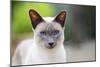 Blue Point Siamese Cat Standing in the Garden-null-Mounted Photographic Print