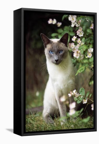 Blue Point Siamese Sitting in Garden-null-Framed Stretched Canvas