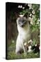 Blue Point Siamese Sitting in Garden-null-Stretched Canvas