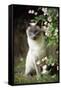 Blue Point Siamese Sitting in Garden-null-Framed Stretched Canvas