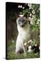 Blue Point Siamese Sitting in Garden-null-Stretched Canvas