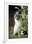 Blue Point Siamese Sitting in Garden-null-Framed Photographic Print