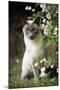 Blue Point Siamese Sitting in Garden-null-Mounted Photographic Print