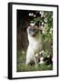 Blue Point Siamese Sitting in Garden-null-Framed Photographic Print