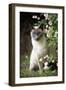 Blue Point Siamese Sitting in Garden-null-Framed Photographic Print