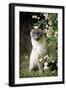 Blue Point Siamese Sitting in Garden-null-Framed Photographic Print