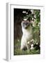 Blue Point Siamese Sitting in Garden-null-Framed Photographic Print