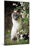 Blue Point Siamese Sitting in Garden-null-Mounted Photographic Print