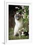 Blue Point Siamese Sitting in Garden-null-Framed Photographic Print