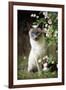 Blue Point Siamese Sitting in Garden-null-Framed Photographic Print