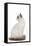 Blue Point White Ragdoll-null-Framed Stretched Canvas