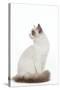 Blue Point White Ragdoll-null-Stretched Canvas