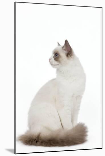 Blue Point White Ragdoll-null-Mounted Photographic Print