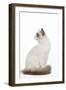 Blue Point White Ragdoll-null-Framed Photographic Print