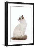 Blue Point White Ragdoll-null-Framed Photographic Print