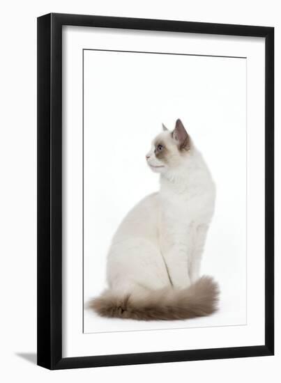 Blue Point White Ragdoll-null-Framed Photographic Print