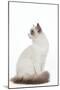 Blue Point White Ragdoll-null-Mounted Photographic Print