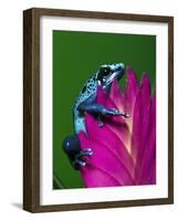 Blue Poison Dart Frog Aka Okopipi, Surinam-Adam Jones-Framed Photographic Print