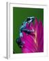 Blue Poison Dart Frog Aka Okopipi, Surinam-Adam Jones-Framed Photographic Print