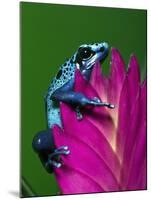Blue Poison Dart Frog Aka Okopipi, Surinam-Adam Jones-Mounted Photographic Print