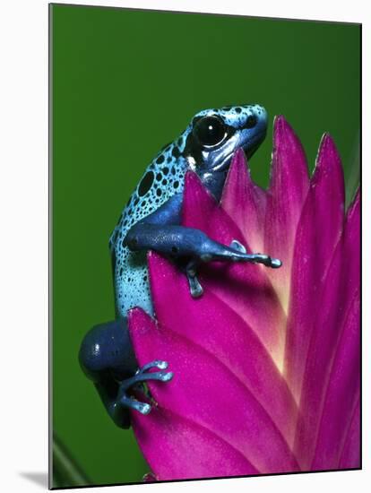 Blue Poison Dart Frog Aka Okopipi, Surinam-Adam Jones-Mounted Photographic Print