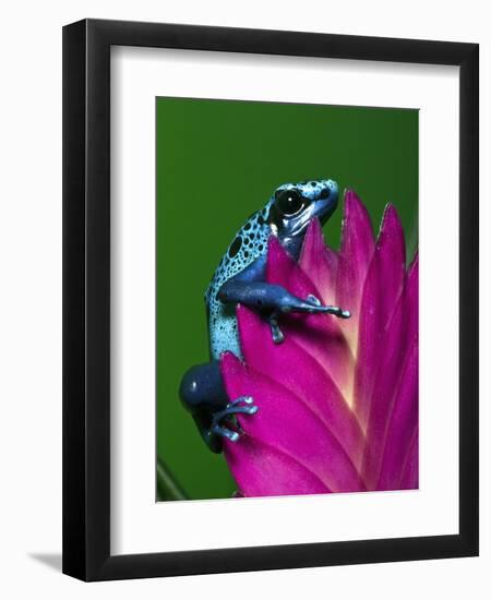 Blue Poison Dart Frog Aka Okopipi, Surinam-Adam Jones-Framed Premium Photographic Print