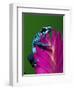 Blue Poison Dart Frog Aka Okopipi, Surinam-Adam Jones-Framed Premium Photographic Print