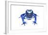 Blue Poison Dart Frog (Dendrobates Tinctorius Azureus) Portrait, Captive-Jp Lawrence-Framed Photographic Print