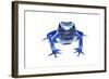 Blue Poison Dart Frog (Dendrobates Tinctorius Azureus) Portrait, Captive-Jp Lawrence-Framed Photographic Print