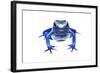 Blue Poison Dart Frog (Dendrobates Tinctorius Azureus) Portrait, Captive-Jp Lawrence-Framed Photographic Print