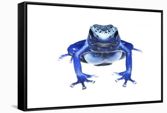 Blue Poison Dart Frog (Dendrobates Tinctorius Azureus) Portrait, Captive-Jp Lawrence-Framed Stretched Canvas