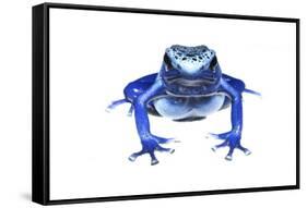 Blue Poison Dart Frog (Dendrobates Tinctorius Azureus) Portrait, Captive-Jp Lawrence-Framed Stretched Canvas