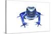 Blue Poison Dart Frog (Dendrobates Tinctorius Azureus) Portrait, Captive-Jp Lawrence-Stretched Canvas