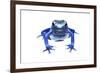 Blue Poison Dart Frog (Dendrobates Tinctorius Azureus) Portrait, Captive-Jp Lawrence-Framed Photographic Print