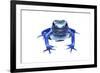 Blue Poison Dart Frog (Dendrobates Tinctorius Azureus) Portrait, Captive-Jp Lawrence-Framed Photographic Print