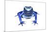 Blue Poison Dart Frog (Dendrobates Tinctorius Azureus) Portrait, Captive-Jp Lawrence-Mounted Photographic Print