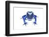 Blue Poison Dart Frog (Dendrobates Tinctorius Azureus) Portrait, Captive-Jp Lawrence-Framed Photographic Print