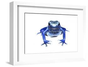 Blue Poison Dart Frog (Dendrobates Tinctorius Azureus) Portrait, Captive-Jp Lawrence-Framed Photographic Print